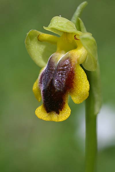 Ophrys phryganae x praemelena, AL   Munzina 4.4.2015 (Photo: Helmut Presser)