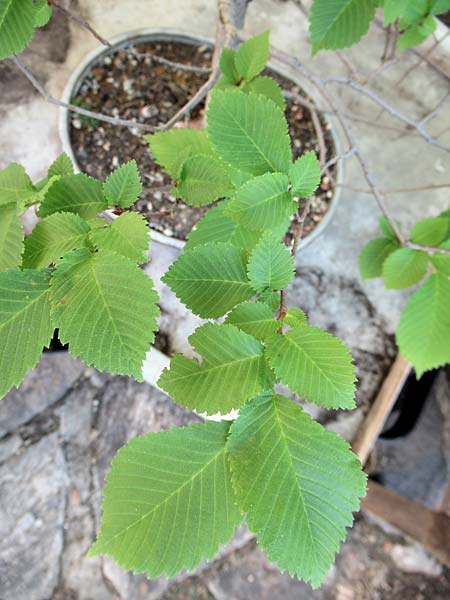 Zelkova carpinifolia \ Kaukasische Zelkove / Caucasian Zelkova, Armenien/Armenia Jerewan 1.6.2021 (Photo: Erich Wegenstein)