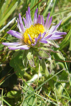 Aster alpinus \ Alpen-Aster, A Trenchtling 3.7.2010