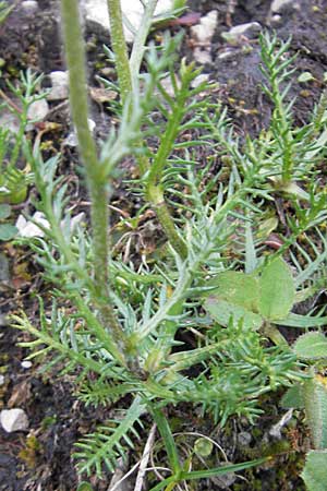 Achillea atrata \ Schwarzrandige Schafgarbe, A Hahntennjoch 16.7.2010