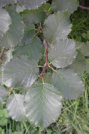 Alnus alnobetula \ Grn-Erle / Green Alder, A Malta - Tal / Valley 19.7.2010