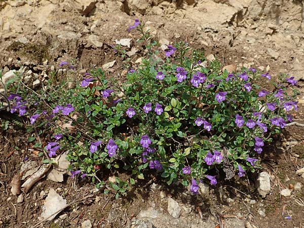 Clinopodium alpinum \ Alpen-Steinquendel, Alpen-Bergminze / Alpine Calamint, A Kärnten/Carinthia, St. Paul im Lavanttal 16.5.2016