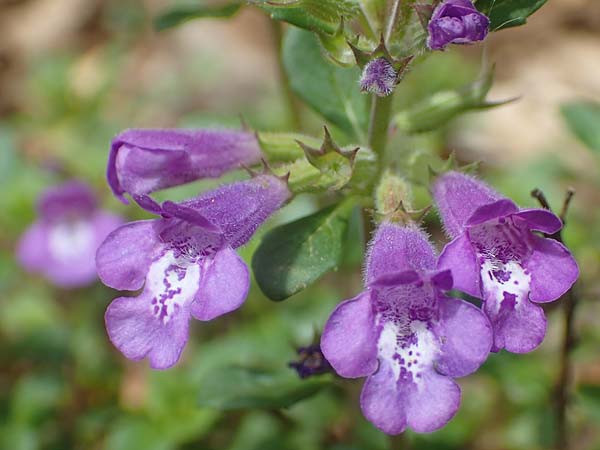 Clinopodium alpinum \ Alpen-Steinquendel, Alpen-Bergminze, A Kärnten, St. Paul im Lavanttal 16.5.2016