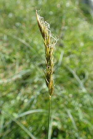 Anthoxanthum alpinum \ Alpen-Ruch-Gras, A Kärnten, Petzen 8.8.2016