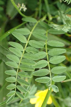 Astragalus alpinus \ Alpen-Tragant / Alpine Milk-Vetch, A Pusterwald, Eiskar 1.7.2019