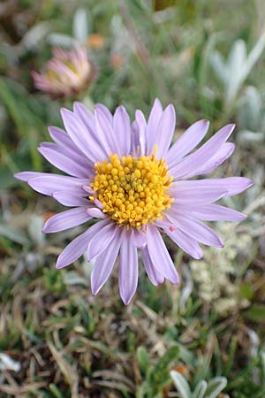 Aster alpinus / Alpine Aster, A Trenchtling 3.7.2019