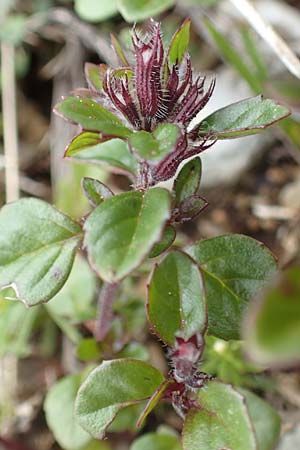 Clinopodium alpinum / Alpine Calamint, A Rax 28.6.2020