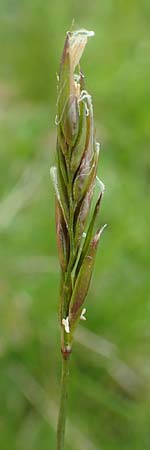 Anthoxanthum alpinum \ Alpen-Ruch-Gras, A Schneealpe 30.6.2020