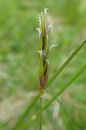 Anthoxanthum alpinum \ Alpen-Ruch-Gras / Alpine Vernal Grass, A Schneealpe 30.6.2020