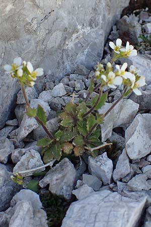 Arabis alpina subsp. alpina \ Alpen-Gnsekresse, A Dachstein 10.7.2020