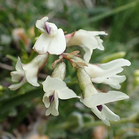 Astragalus alpinus / Alpine Milk-Vetch, A Wölzer Tauern, Kleiner Zinken 26.6.2021