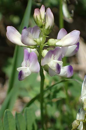 Astragalus alpinus \ Alpen-Tragant / Alpine Milk-Vetch, A Pusterwald, Eiskar 29.6.2021