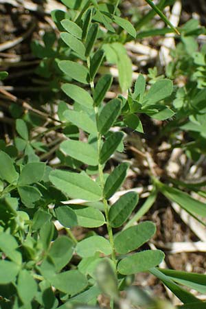 Astragalus alpinus / Alpine Milk-Vetch, A Pusterwald, Eiskar 29.6.2021