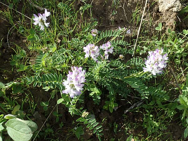 Astragalus alpinus / Alpine Milk-Vetch, A Pusterwald, Eiskar 29.6.2021