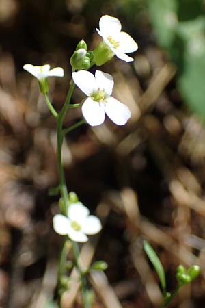 Arabidopsis arenosa \ Sand- / Sand Rock-Cress, A Kraubath (Mur) 25.7.2021