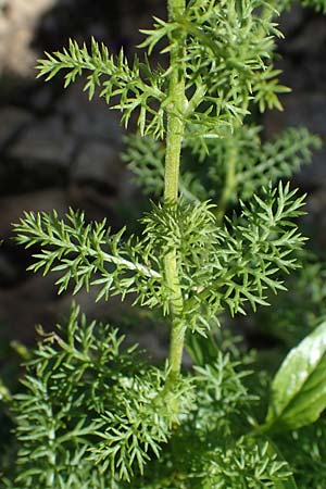 Achillea atrata \ Schwarzrandige Schafgarbe / Black Milfoil, A Eisenerzer Reichenstein 28.7.2021