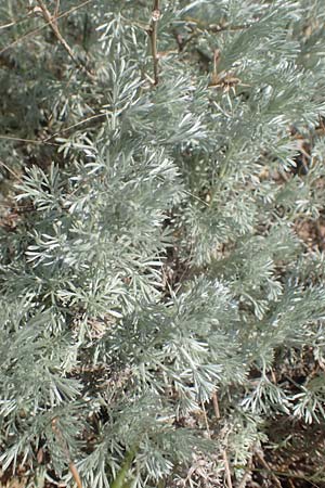 Artemisia repens \ Kriechende Beifu / Creeping Wormwood, A Weiden am Neusiedler See 10.5.2022