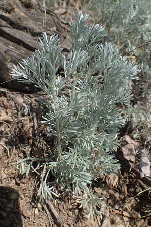 Artemisia repens \ Kriechende Beifu, A Weiden am Neusiedler See 10.5.2022