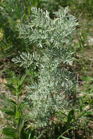 Artemisia austriaca \ sterreicher Beifu / Austrian Wormwood, A Gumpoldskirchen 15.5.2022