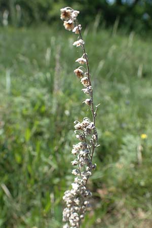 Artemisia austriaca \ sterreicher Beifu / Austrian Wormwood, A Gumpoldskirchen 15.5.2022