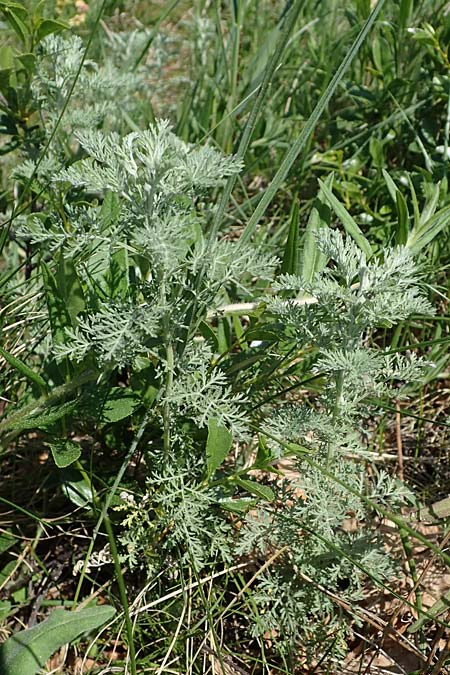 Artemisia austriaca \ sterreicher Beifu / Austrian Wormwood, A Gumpoldskirchen 15.5.2022