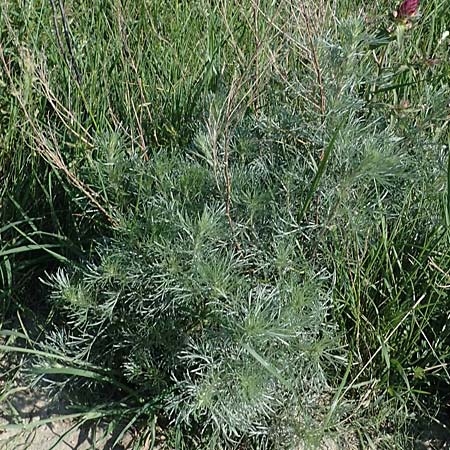 Artemisia campestris \ Feld-Beifu / Field Wormwood, A Gumpoldskirchen 15.5.2022