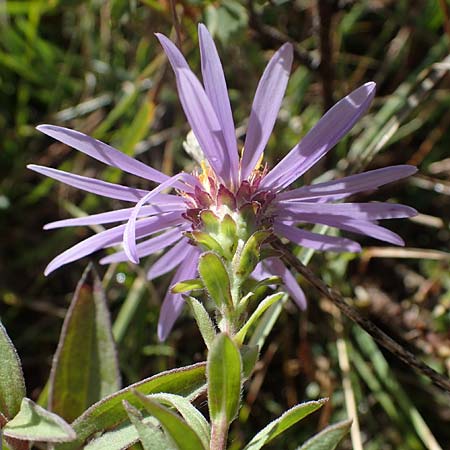 Aster amellus \ Berg-Aster, A Perchtoldsdorf 22.9.2022
