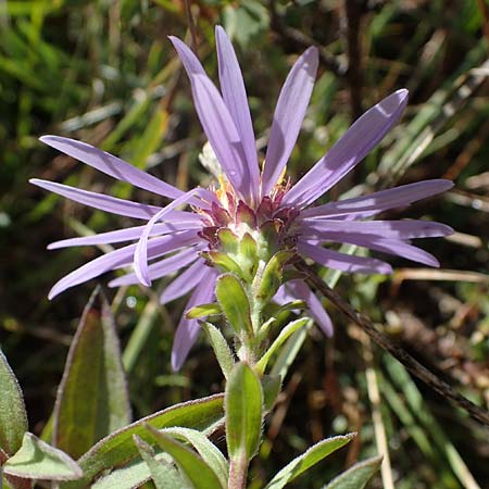 Aster amellus / Italian Aster, A Perchtoldsdorf 22.9.2022