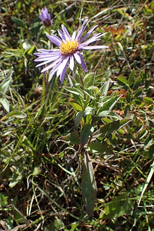 Aster amellus \ Berg-Aster / Italian Aster, A Perchtoldsdorf 22.9.2022