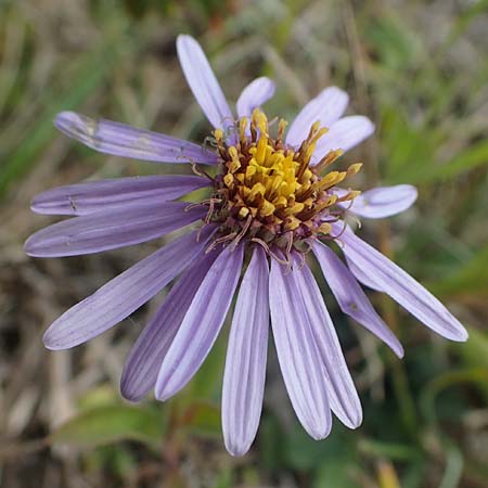 Aster amellus \ Berg-Aster, A Mattersburg 24.9.2022