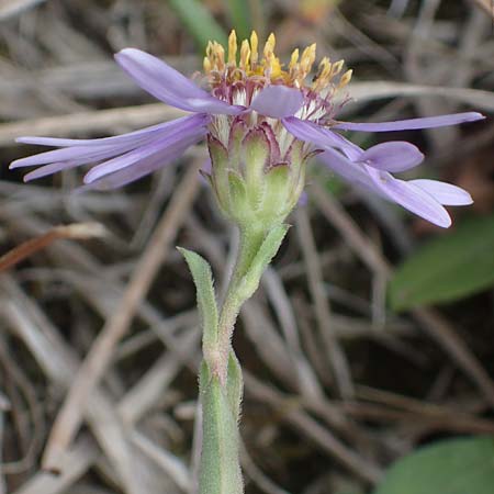 Aster amellus \ Berg-Aster, A Mattersburg 24.9.2022