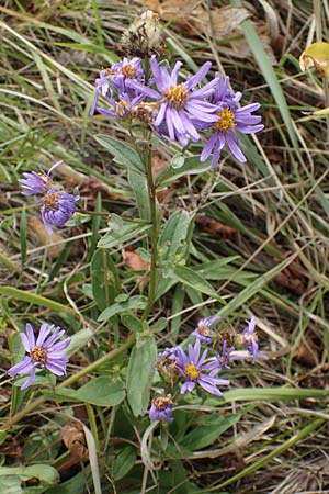 Aster amellus / Italian Aster, A Mattersburg 24.9.2022