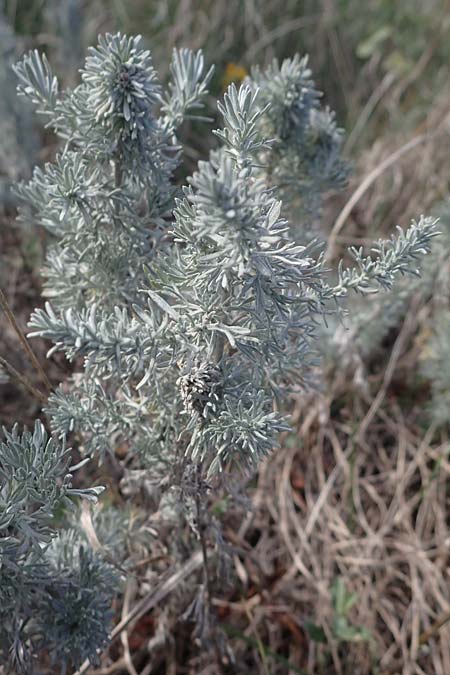 Artemisia austriaca \ sterreicher Beifu / Austrian Wormwood, A Breitenbrunn 24.9.2022