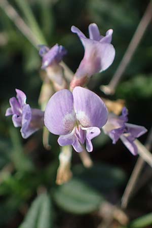 Astragalus austriacus / Austrian Milk-Vetch, A Breitenbrunn 24.9.2022