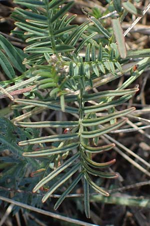 Astragalus austriacus \ sterreicher Tragant / Austrian Milk-Vetch, A Breitenbrunn 24.9.2022