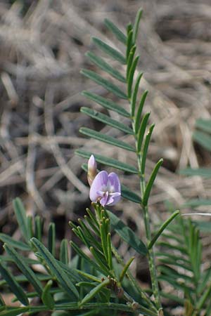 Astragalus austriacus / Austrian Milk-Vetch, A Breitenbrunn 24.9.2022