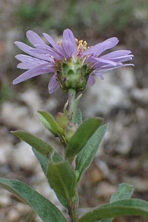 Aster amellus \ Berg-Aster / Italian Aster, A Hainburg 25.9.2022