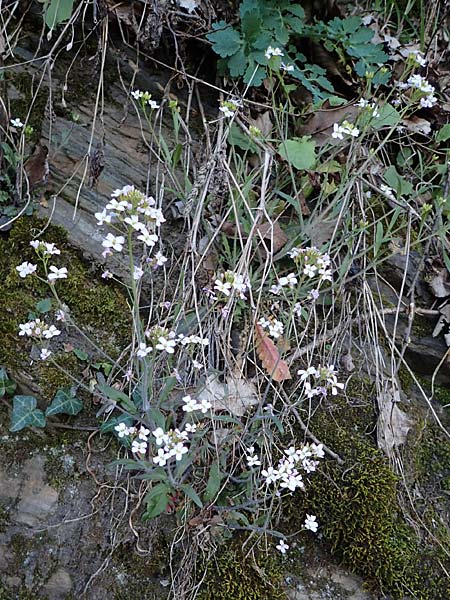 Arabidopsis arenosa \ Sand- / Sand Rock-Cress, A Krems 1.4.2023