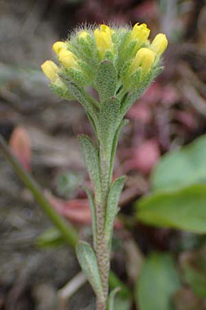 Alyssum alyssoides \ Kelch-Steinkraut / Small Alison, Pale Madwort, A Wien Donauinsel 2.4.2023