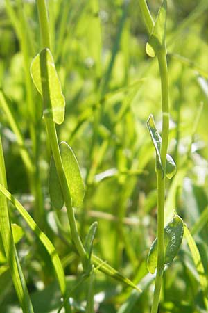 Thlaspi alpinum / Alpine Penny-Cress, A Trenchtling 3.7.2010