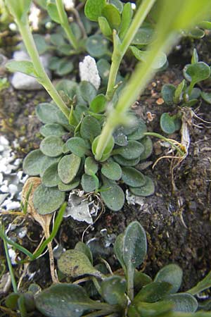 Thlaspi alpinum \ Alpen-Tschelkraut / Alpine Penny-Cress, A Trenchtling 3.7.2010