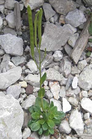 Arabis bellidifolia subsp. bellidifolia \ Gabelhaar-Gnsekresse, Zwerg-Gnsekresse / Daisyleaf Rock-Cress, A Dachstein 20.7.2010