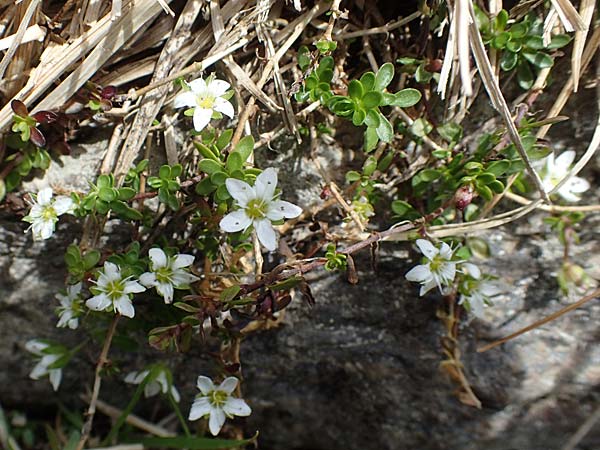 Arenaria biflora \ Zweibltiges Sandkraut / Two-Flowered Sandwort, A Seckauer Tauern, Brandstätter Törl 27.7.2021