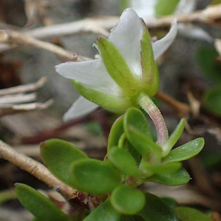 Arenaria biflora \ Zweibltiges Sandkraut / Two-Flowered Sandwort, A Seckauer Tauern, Brandstätter Törl 27.7.2021