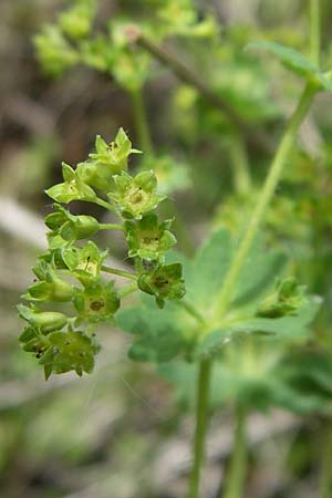 Alchemilla xanthochlora \ Gelbgrner Frauenmantel / Intermediate Lady's Mantle, A Reutte 25.5.2008