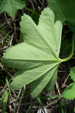 Alchemilla xanthochlora \ Gelbgrner Frauenmantel, A Reutte 25.5.2008