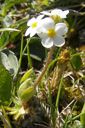 Androsace chamaejasme \ Gewimperter Mannsschild, A Trenchtling 3.7.2010