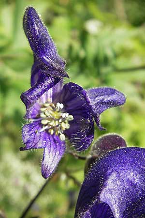 Aconitum variegatum \ Gescheckter Eisenhut / Manchurian Monk's-Hood, Variegated Monk's-Hood, A Malta - Tal / Valley 19.7.2010