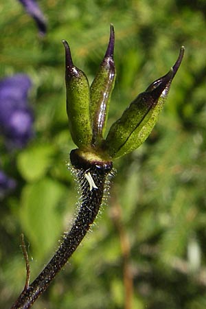 Aconitum variegatum \ Gescheckter Eisenhut, A Malta - Tal 19.7.2010