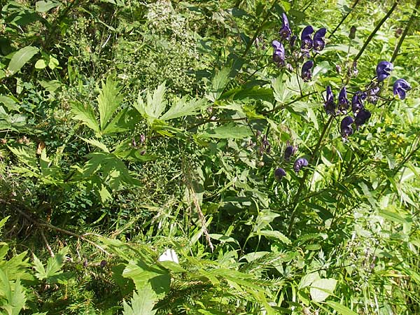 Aconitum variegatum \ Gescheckter Eisenhut / Manchurian Monk's-Hood, Variegated Monk's-Hood, A Malta - Tal / Valley 19.7.2010